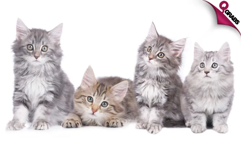 Cat & Kitten Care Accredited Online Course!
